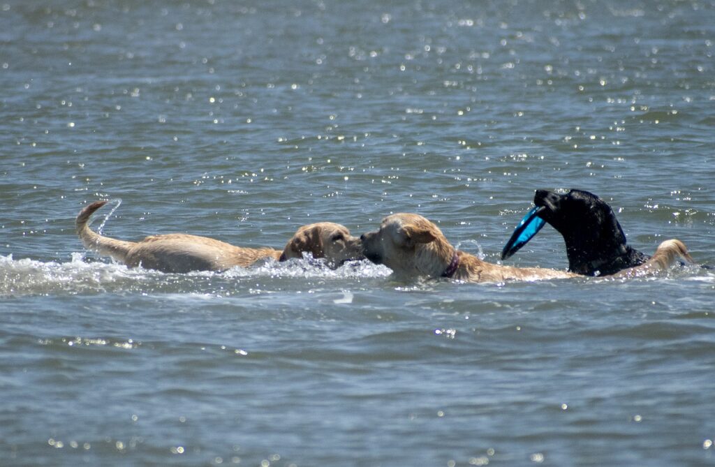 pływające psy